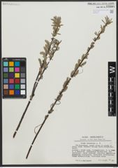 Foto von Salix viminalis L.